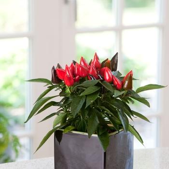 Pepper, Ornamental 'samba Red' - View 4 from www redcrocus com