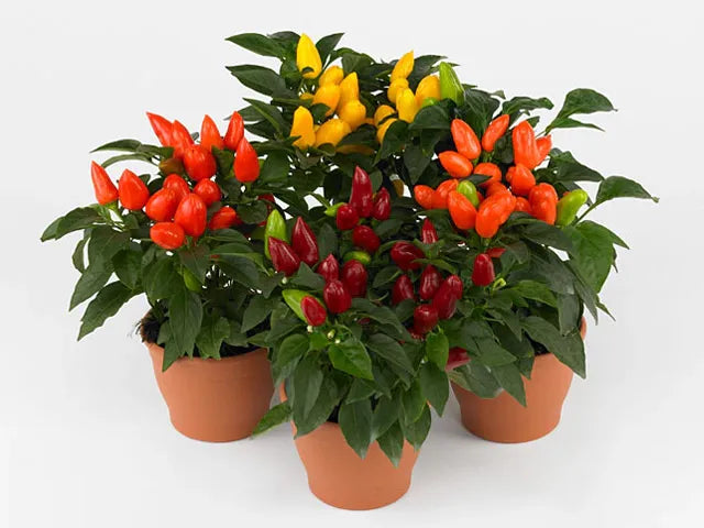 Pepper, Ornamental 'samba Red' - View 5 from www redcrocus com