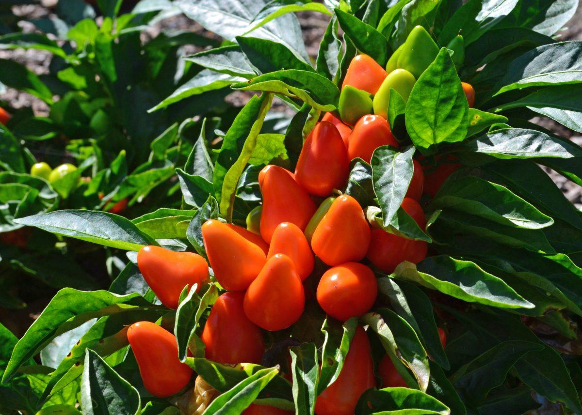Pepper, Ornamental 'samba Red' - View 6 from www redcrocus com