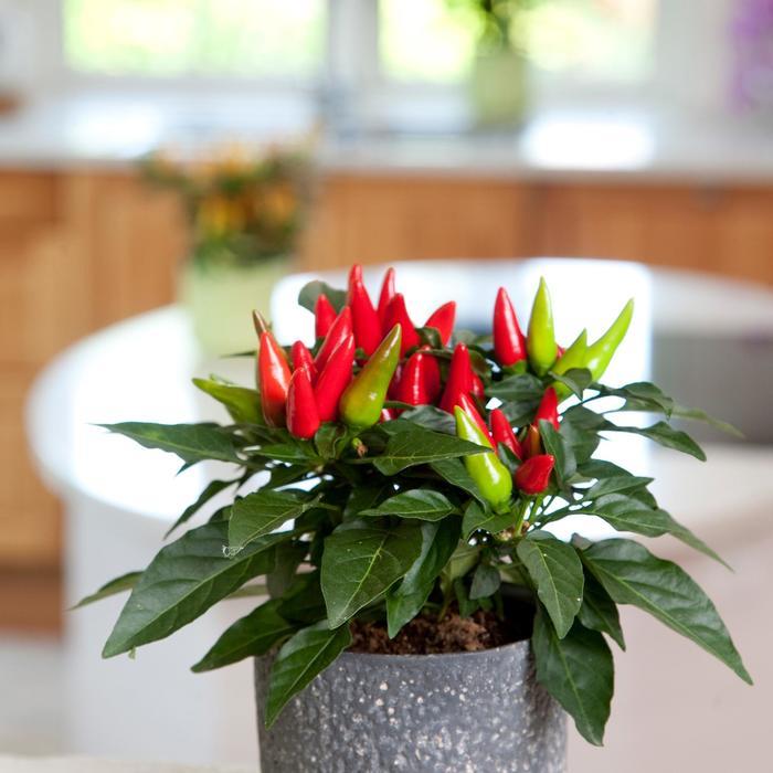 Pepper, Ornamental 'samba Red' - View 7 from www redcrocus com