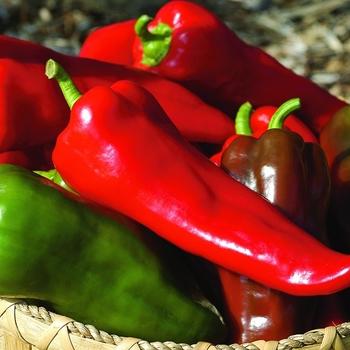Pepper, Ornamental 'samba Red' - View 8 from www redcrocus com