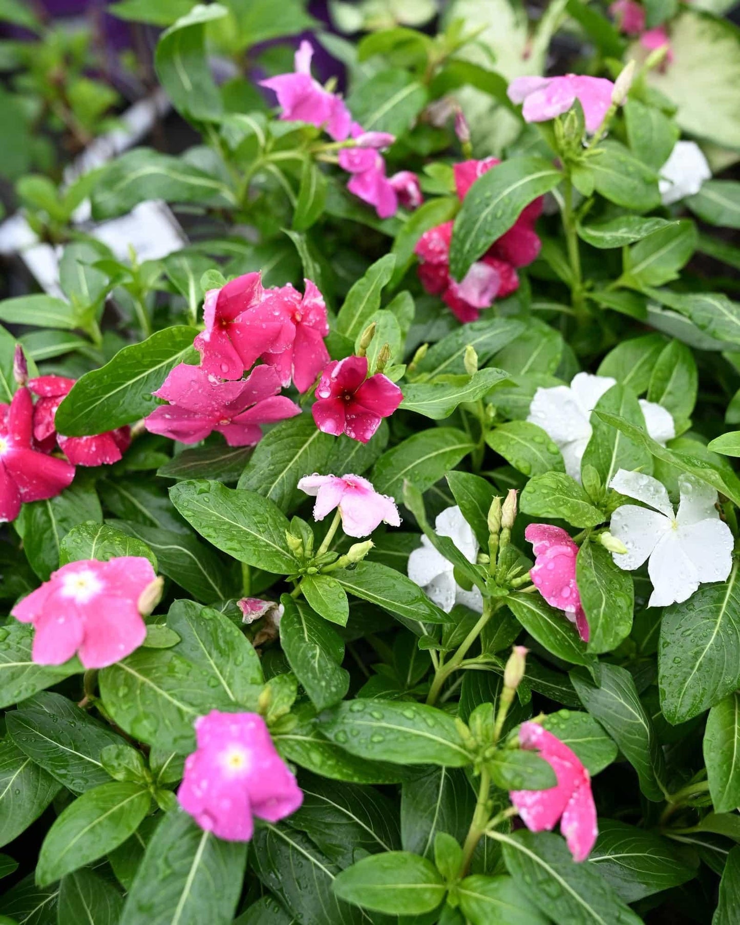 Vinca 'blockbuster Patriot Mix' - View 7 from www redcrocus com
