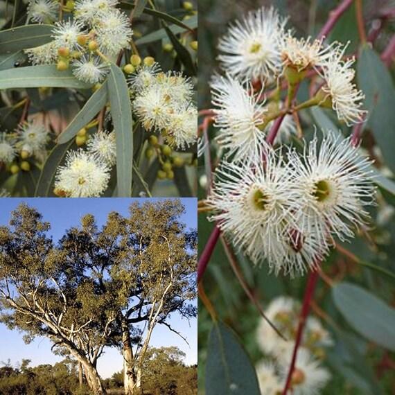 Eucalyptus 'murray' - View 22 from www redcrocus com