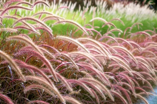 Grass, Pennisetum Setaceum 'rubrum' - View 1 from www redcrocus com
