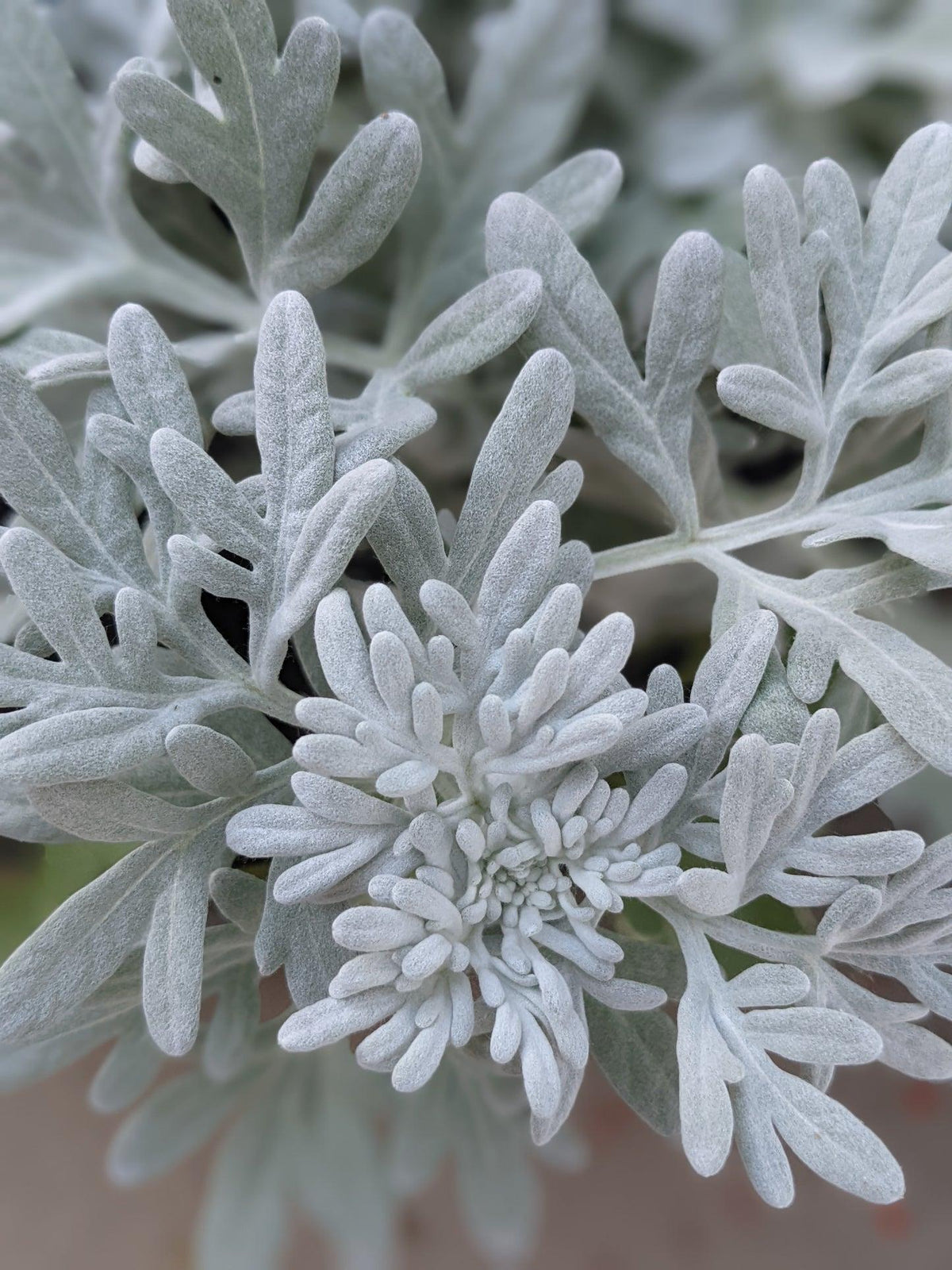 Artemisia 'sea Salt' - View 21 from www redcrocus com