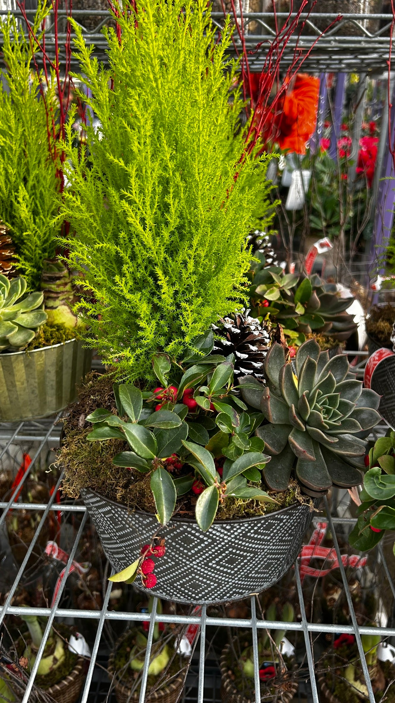 Dish Garden, Mixed Amaryllis Planter Each