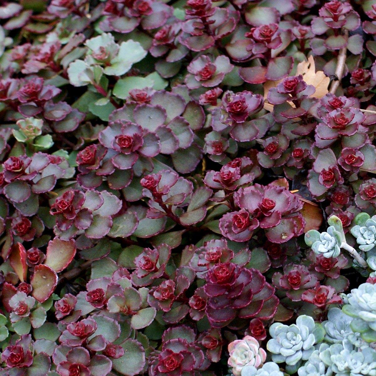 Sedum Spurium 'dragon's Blood' - View 9 from www redcrocus com