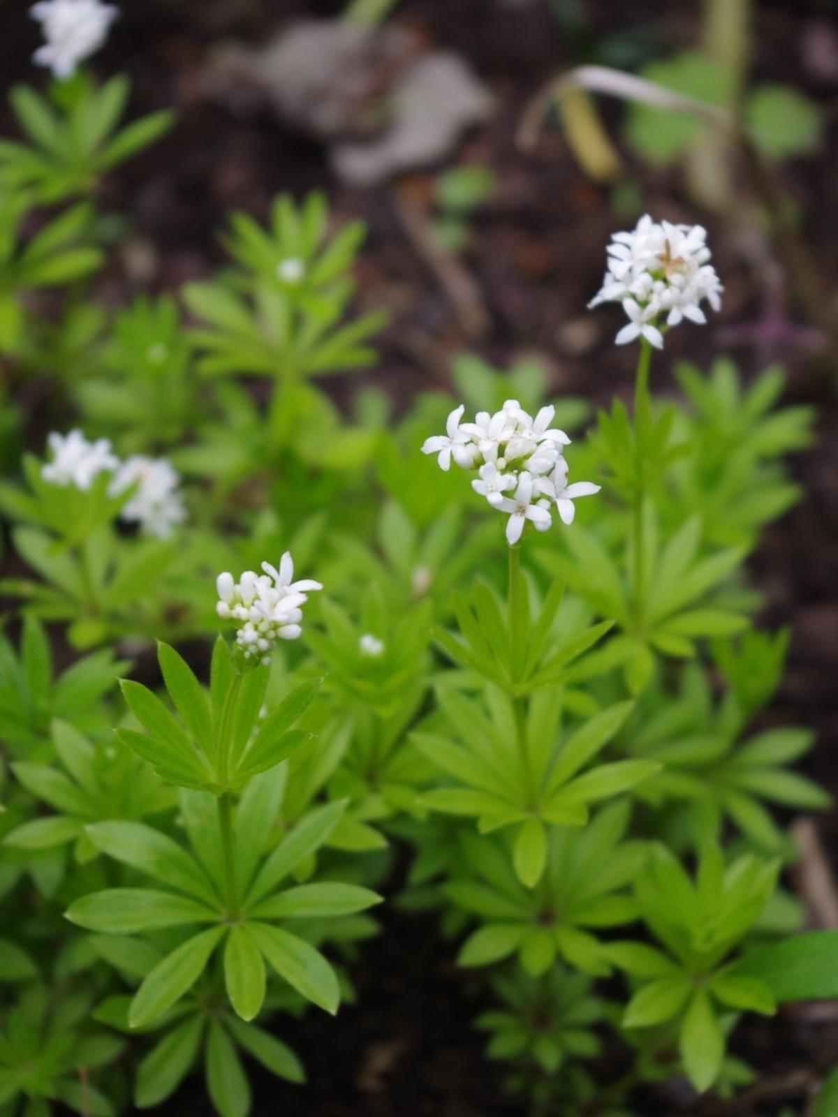 Galium Odoratum - View 13 from www redcrocus com