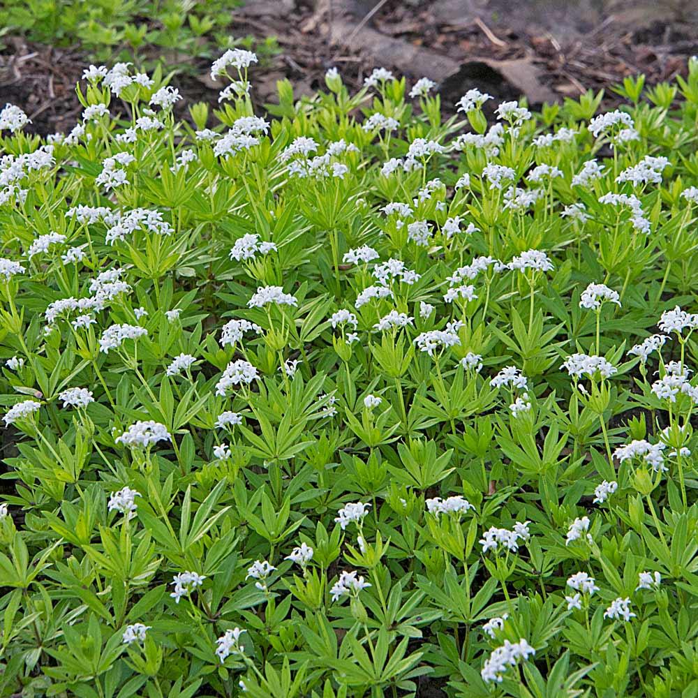 Galium Odoratum - View 14 from www redcrocus com