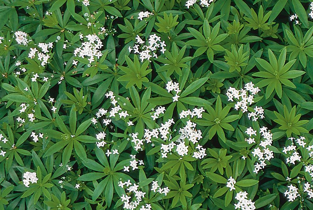 Galium Odoratum - View 17 from www redcrocus com