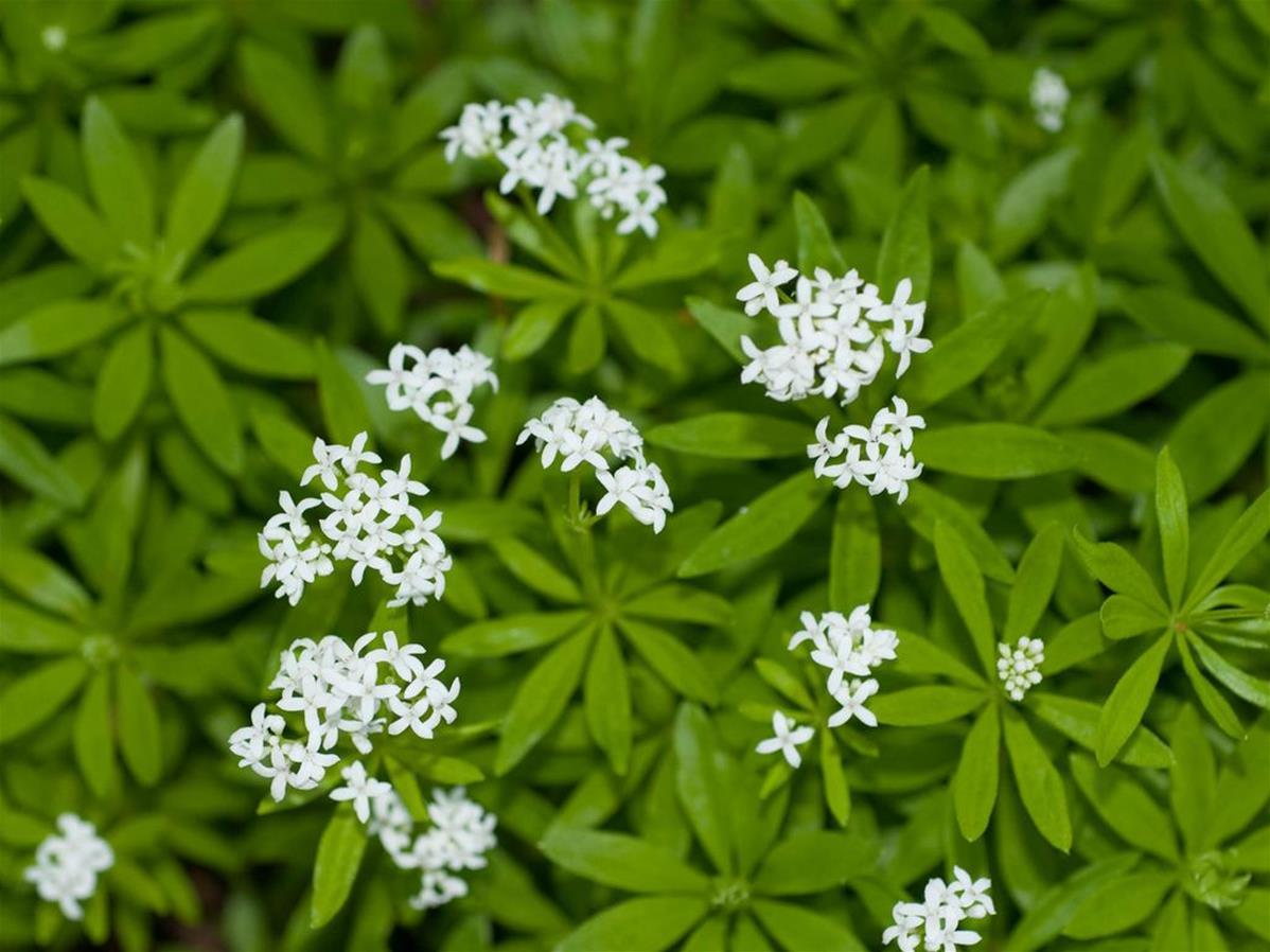 Galium Odoratum - View 18 from www redcrocus com