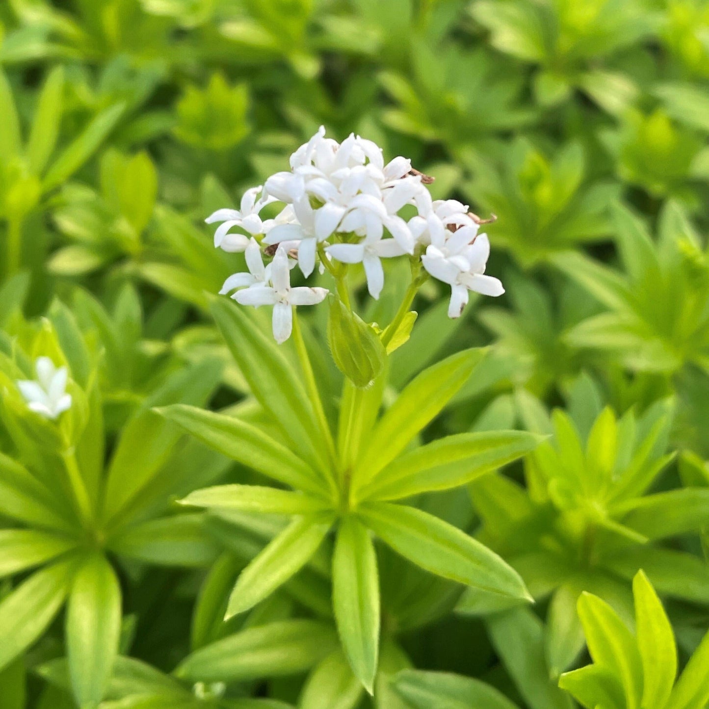 Galium Odoratum - View 2 from www redcrocus com