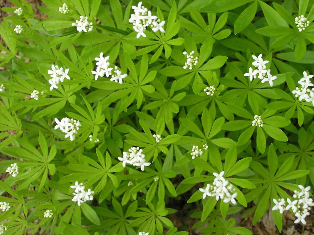 Galium Odoratum - View 3 from www redcrocus com