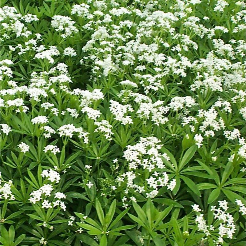 Galium Odoratum - View 4 from www redcrocus com