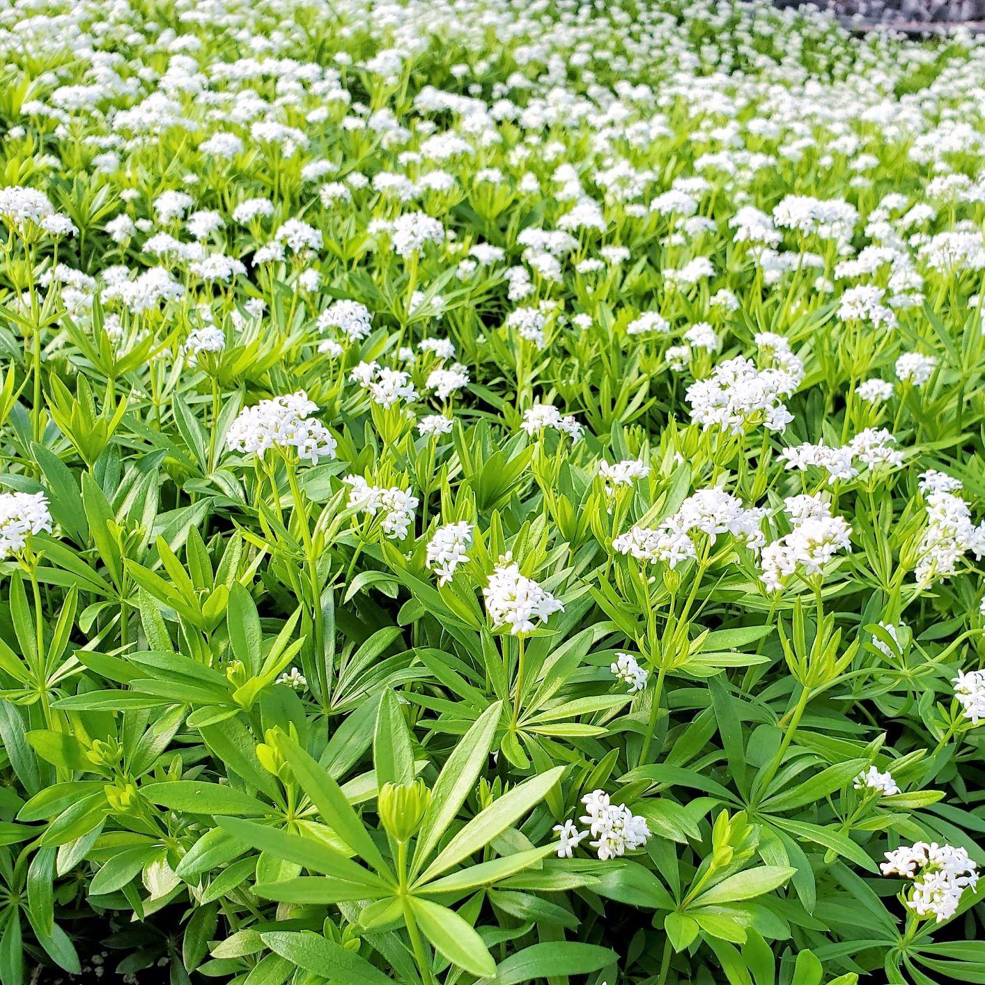 Galium Odoratum - View 5 from www redcrocus com