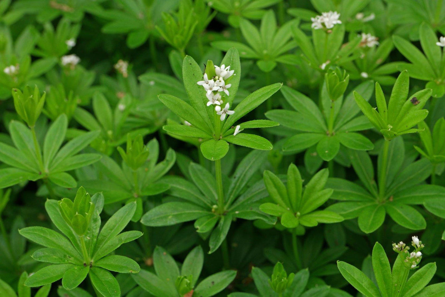 Galium Odoratum - View 8 from www redcrocus com
