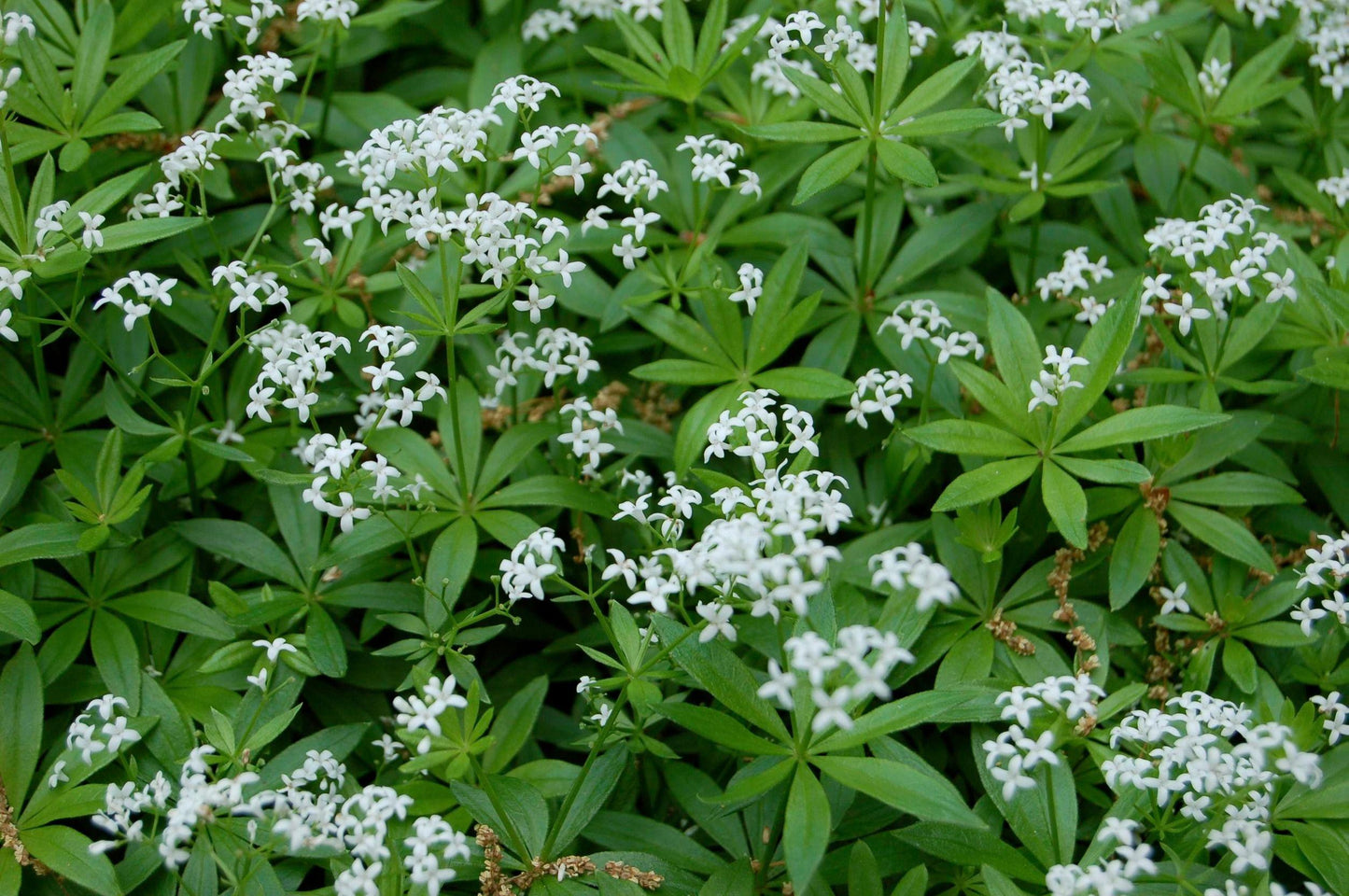 Galium Odoratum - View 9 from www redcrocus com