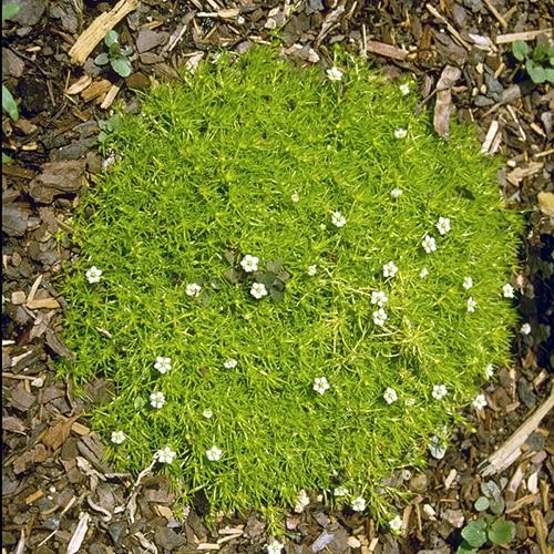 Sagina Subulata Aurea Scotch Moss - View 10 from www redcrocus com