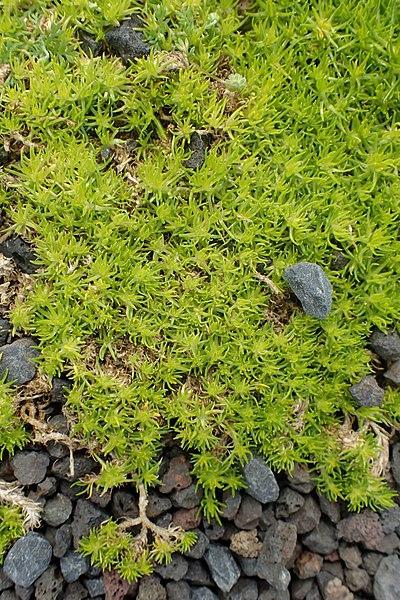 Sagina Subulata Aurea Scotch Moss - View 12 from www redcrocus com