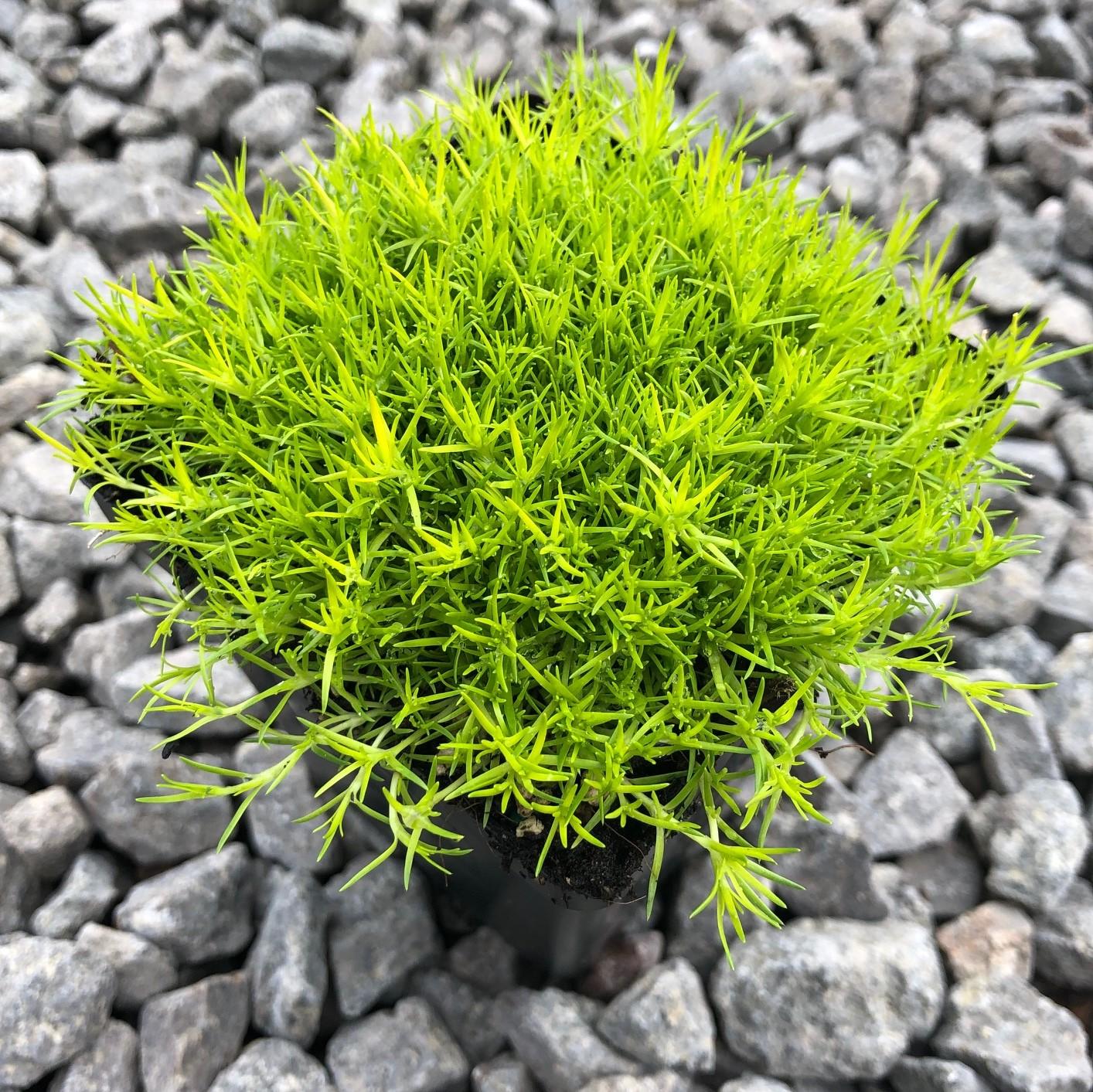 Sagina Subulata Aurea Scotch Moss - View 16 from www redcrocus com