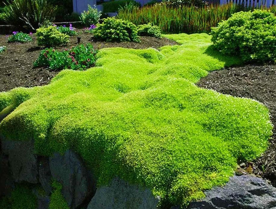 Sagina Subulata Aurea Scotch Moss - View 19 from www redcrocus com
