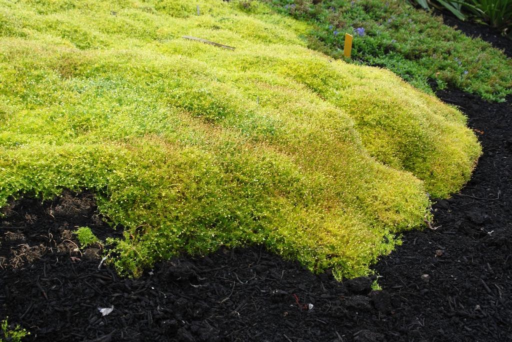 Sagina Subulata Aurea Scotch Moss - View 20 from www redcrocus com