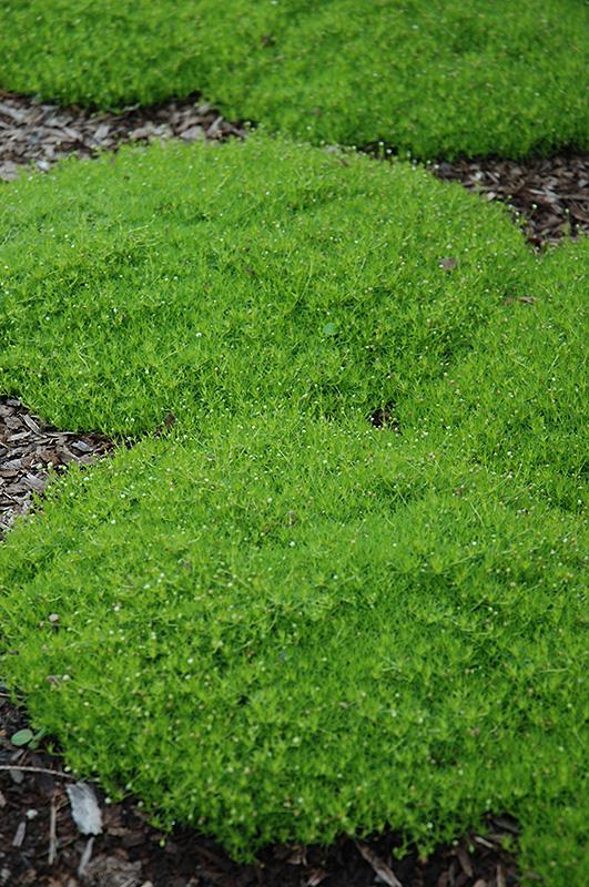Sagina Subulata Irish Moss - View 10 from www redcrocus com