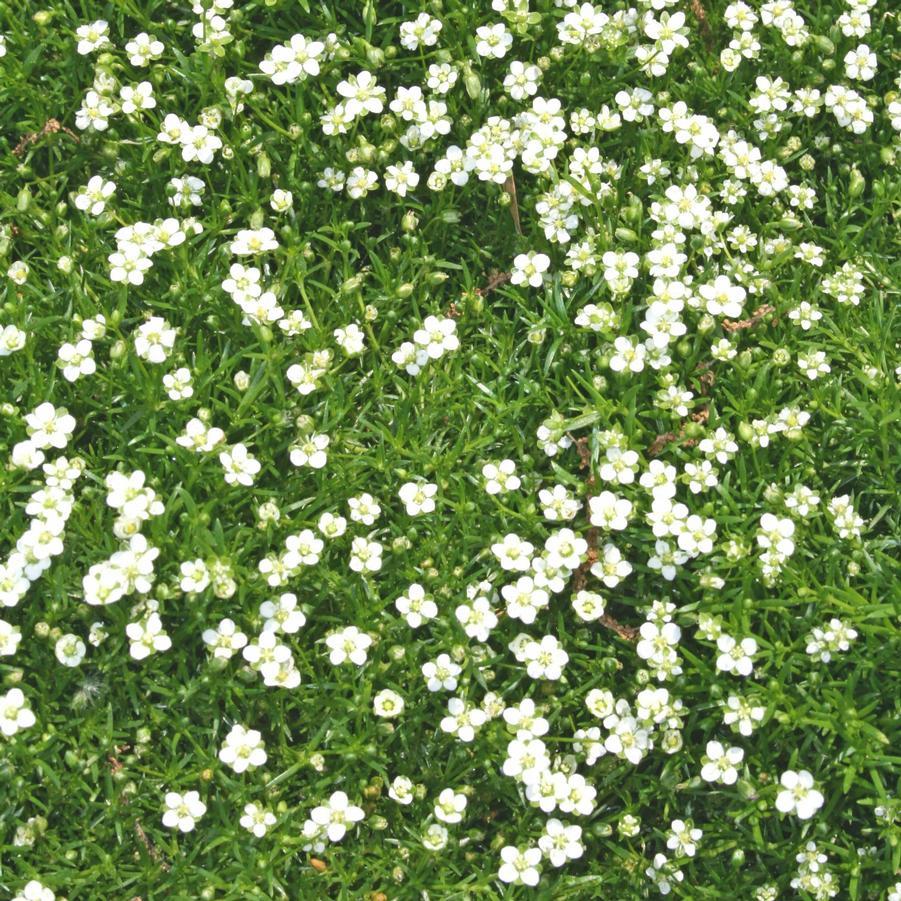 Sagina Subulata Irish Moss - View 12 from www redcrocus com