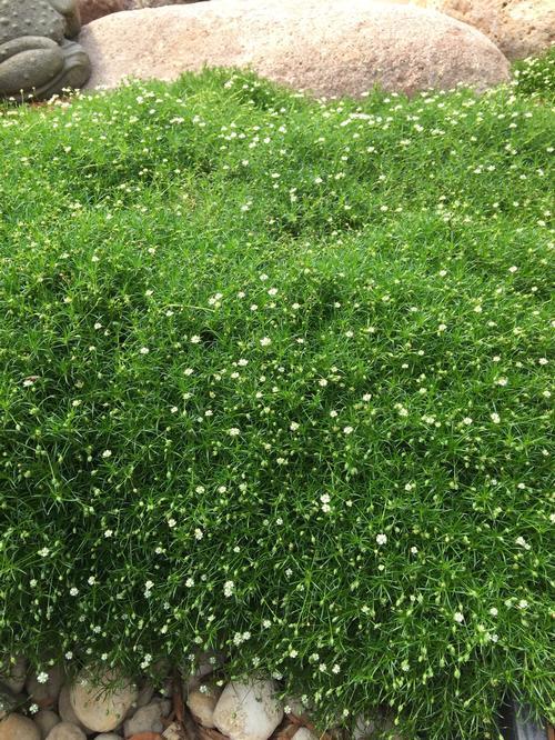 Sagina Subulata Irish Moss - View 13 from www redcrocus com