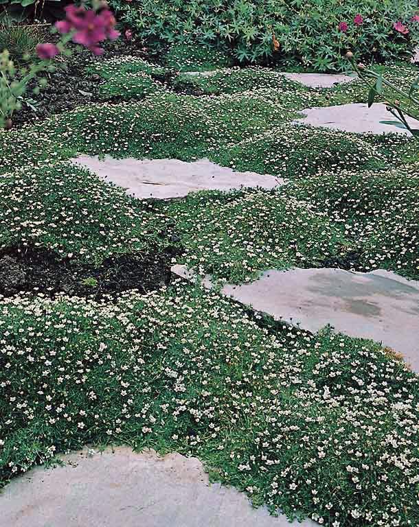 Sagina Subulata Irish Moss - View 15 from www redcrocus com