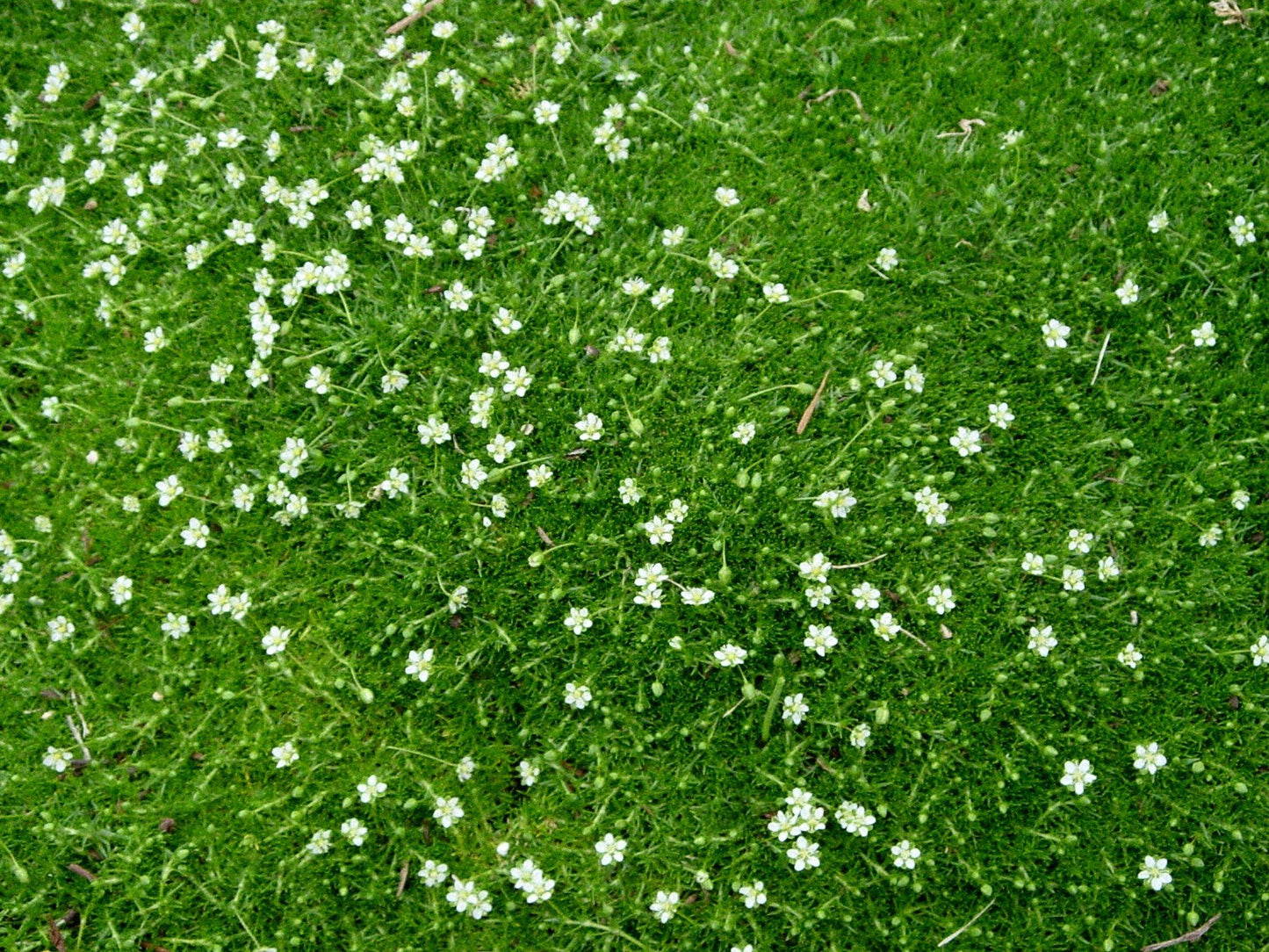 Sagina Subulata Irish Moss - View 17 from www redcrocus com