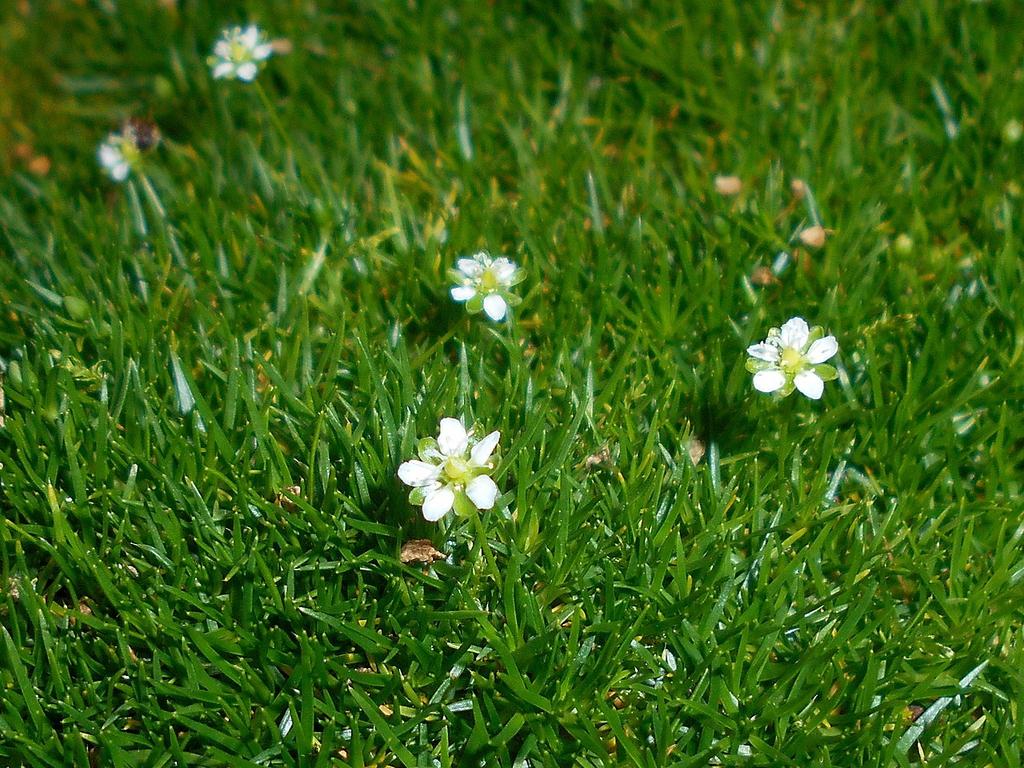 Sagina Subulata Irish Moss - View 2 from www redcrocus com