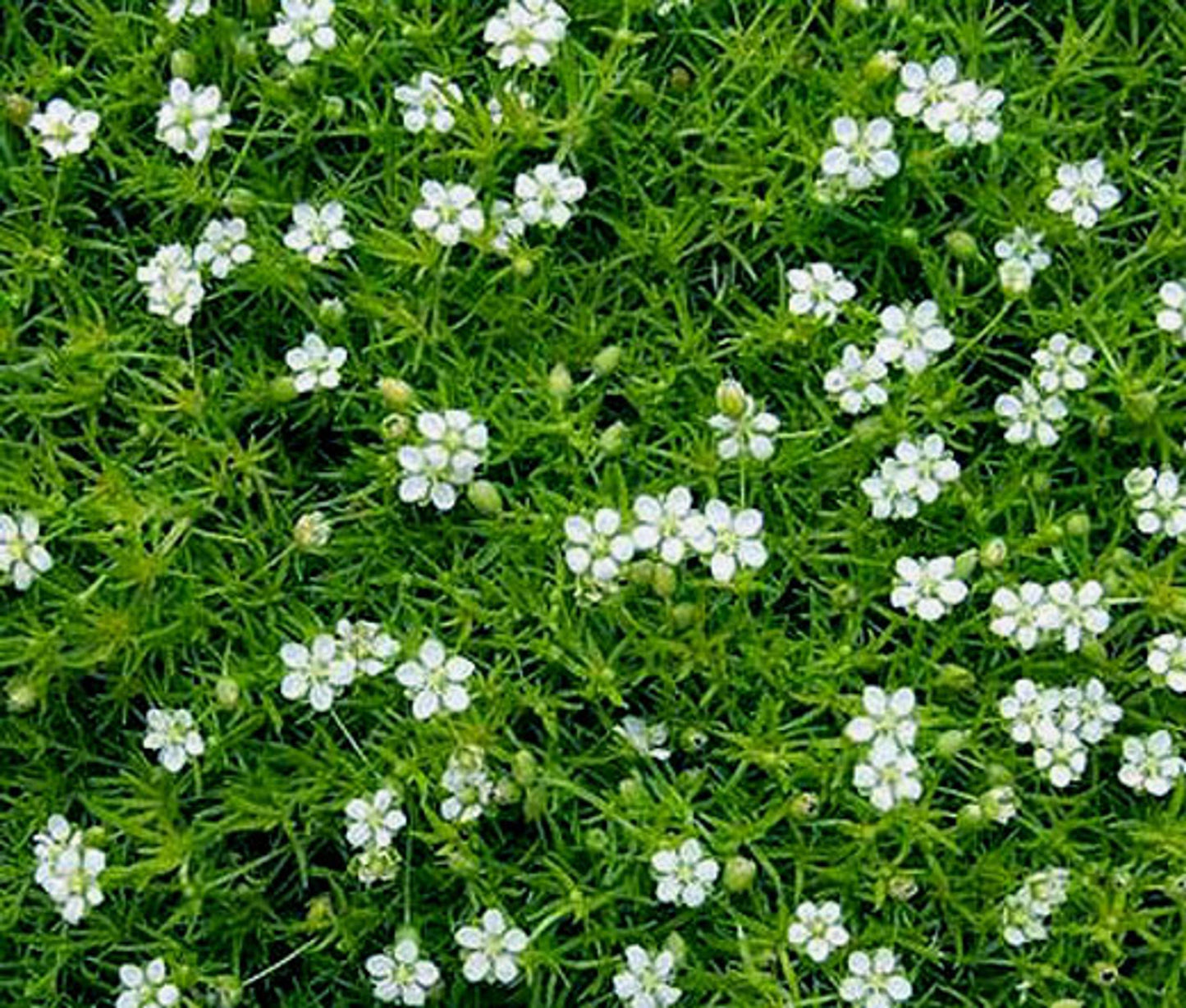 Sagina Subulata Irish Moss - View 3 from www redcrocus com