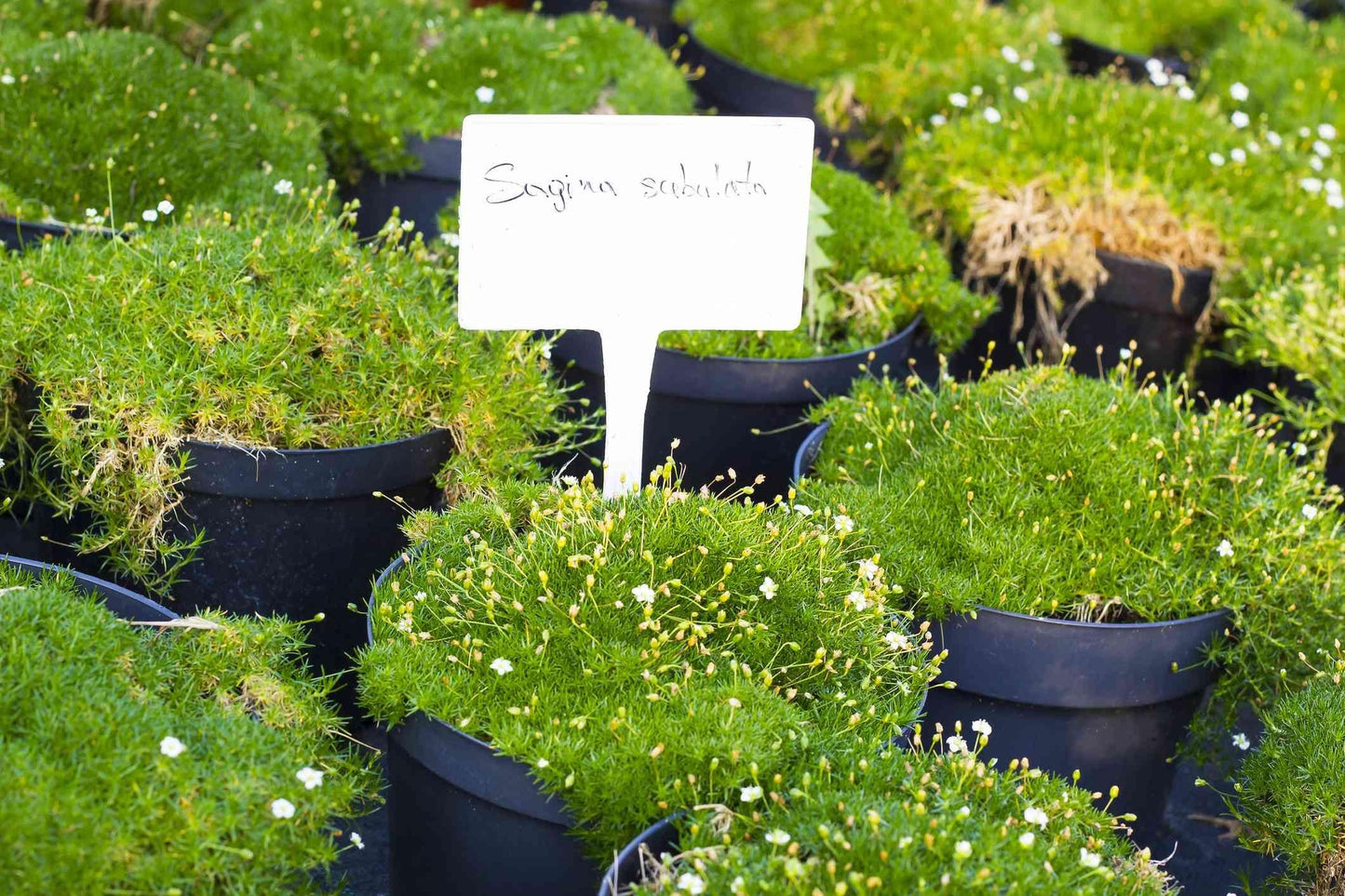 Sagina Subulata Irish Moss - View 4 from www redcrocus com