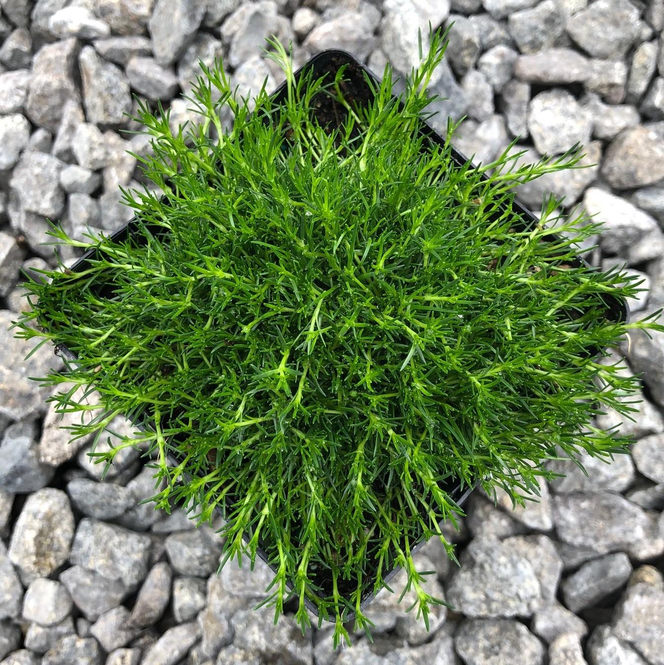Sagina Subulata Irish Moss - View 6 from www redcrocus com