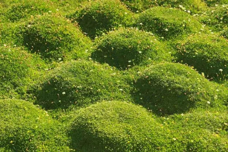 Sagina Subulata Irish Moss - View 7 from www redcrocus com