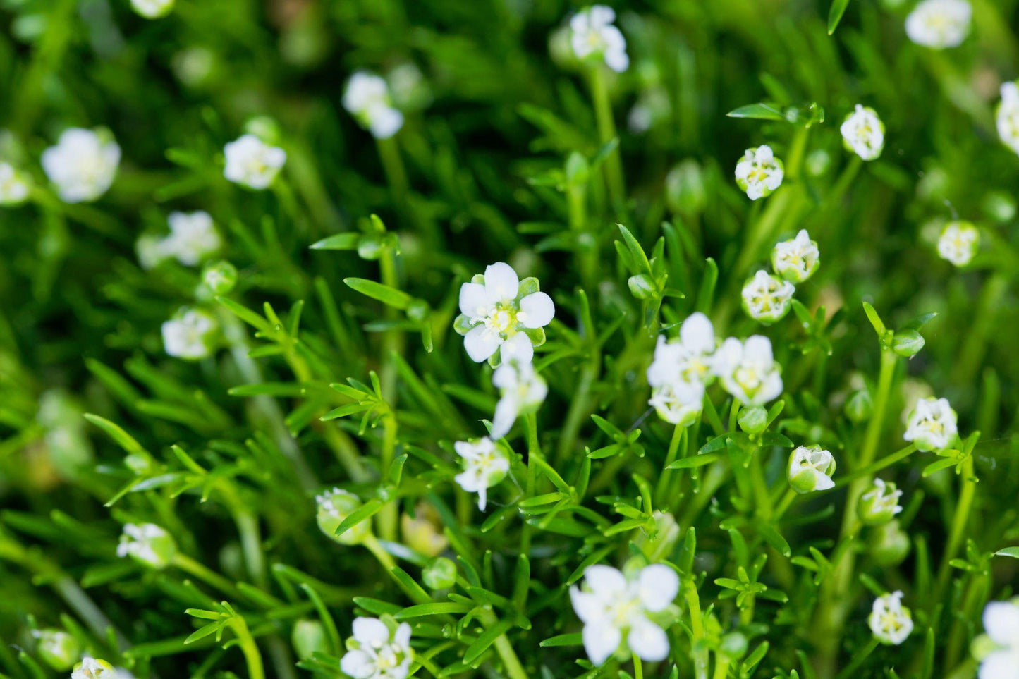 Sagina Subulata Irish Moss - View 8 from www redcrocus com