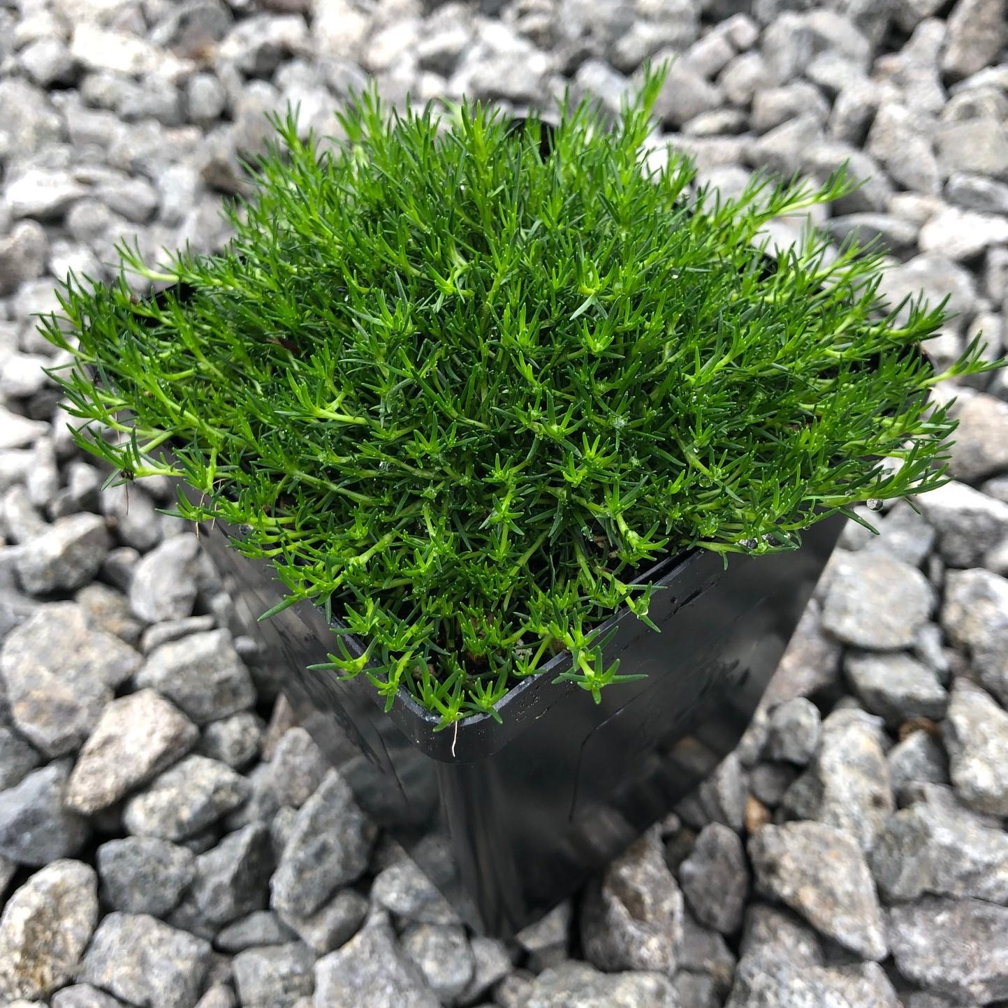 Sagina Subulata Irish Moss - View 9 from www redcrocus com