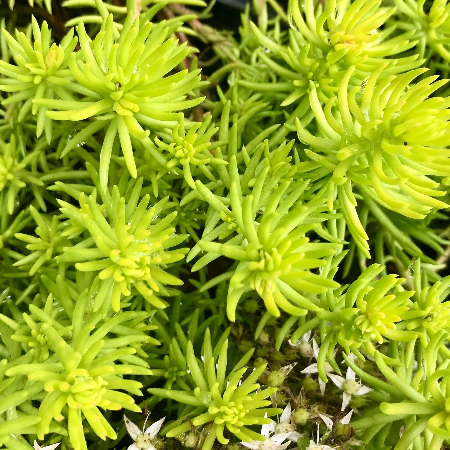 Sedum Rupestre Angelina - View 17 from www redcrocus com