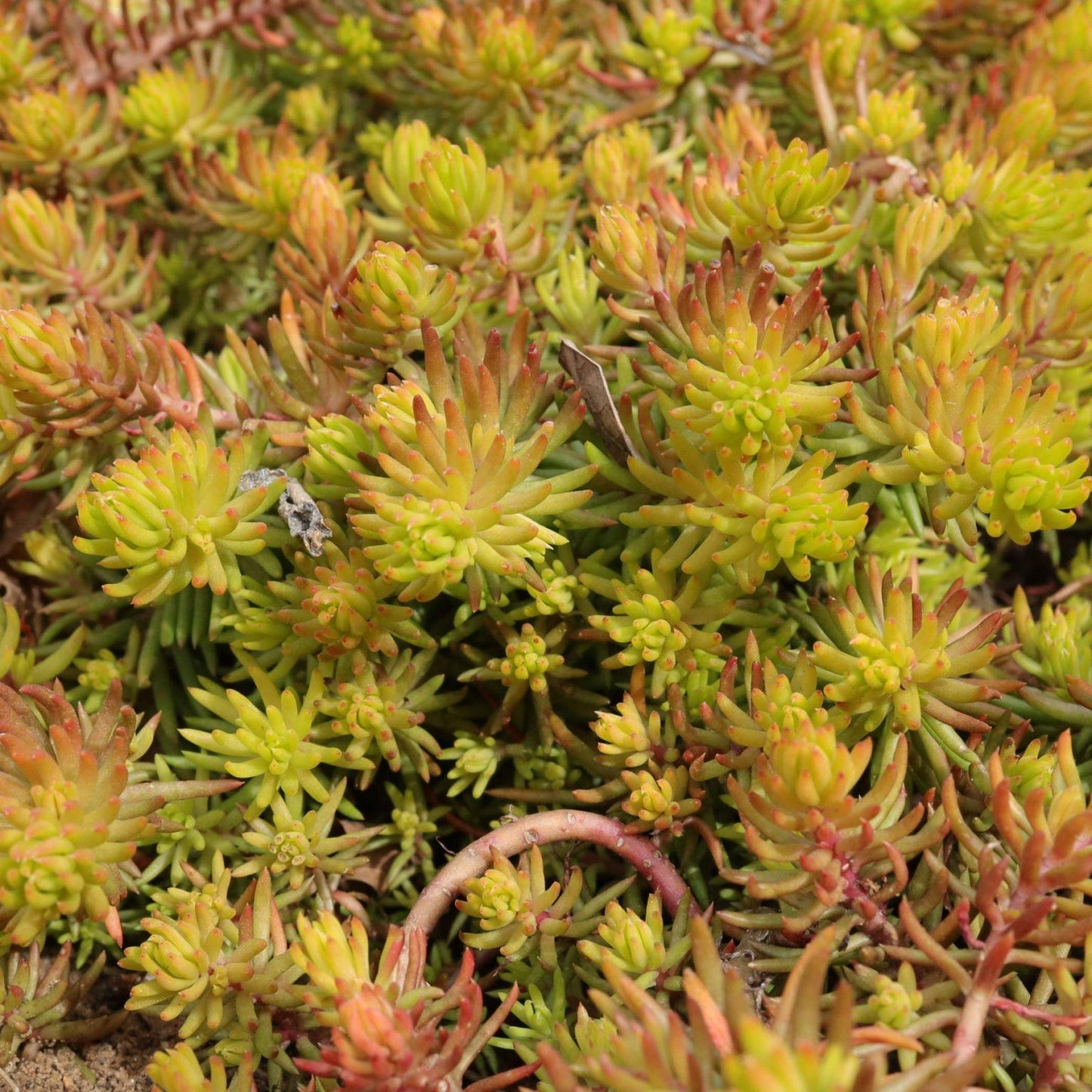 Sedum Rupestre Angelina - View 19 from www redcrocus com