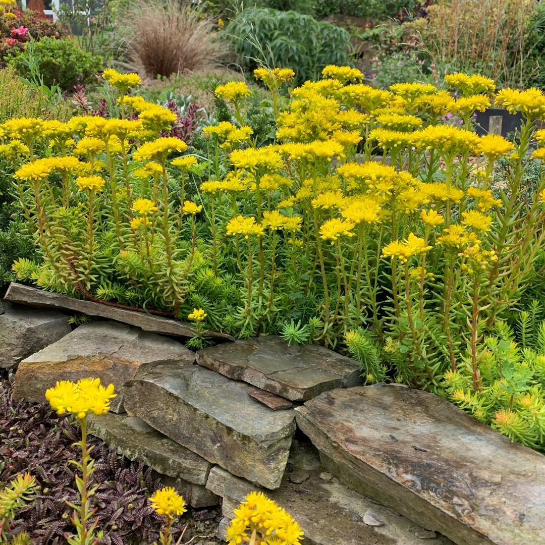 Sedum Rupestre Angelina - View 3 from www redcrocus com