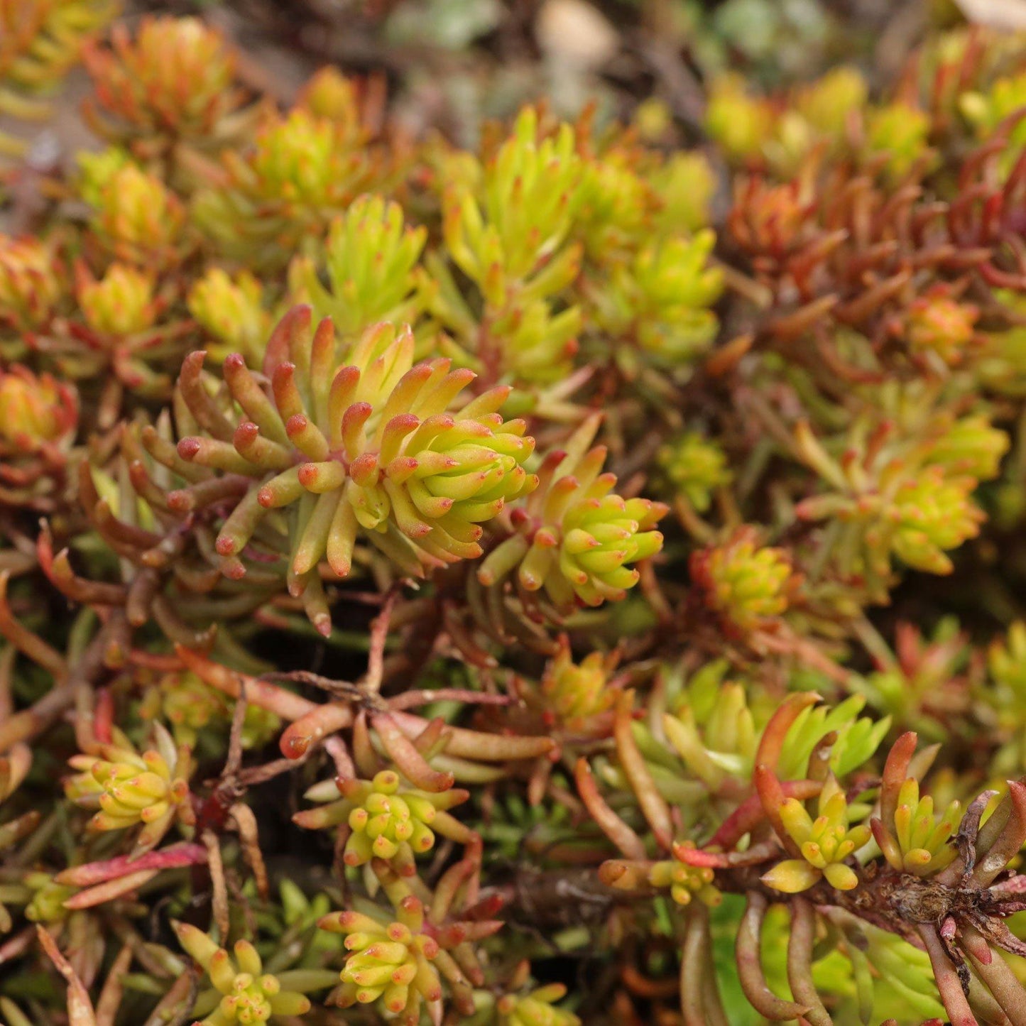 Sedum Rupestre Angelina - View 7 from www redcrocus com