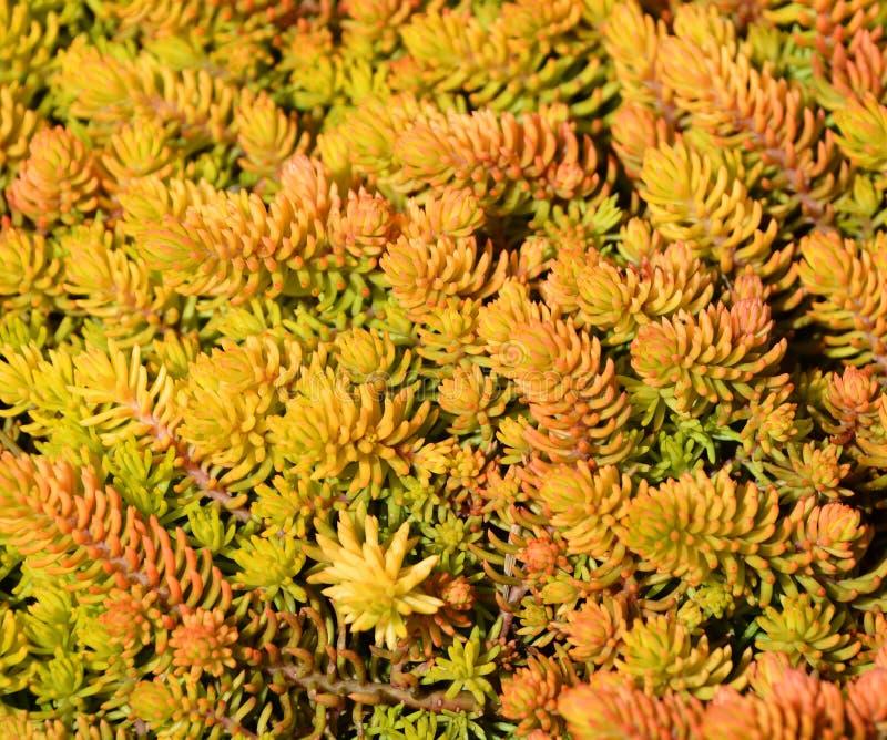 Sedum Rupestre Angelina - View 9 from www redcrocus com