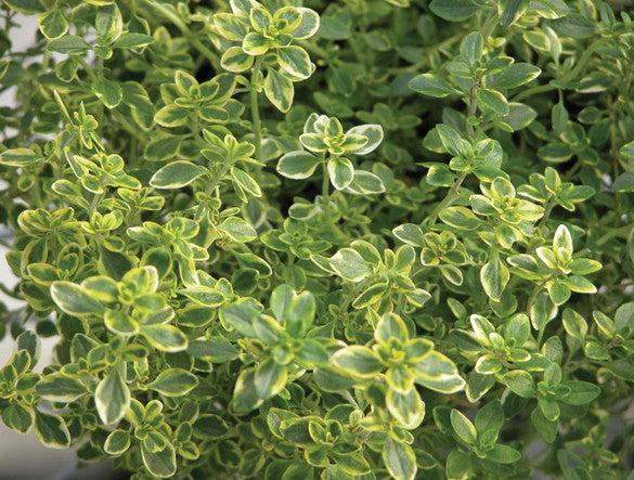 Thyme Golden Lemon - View 11 from www redcrocus com