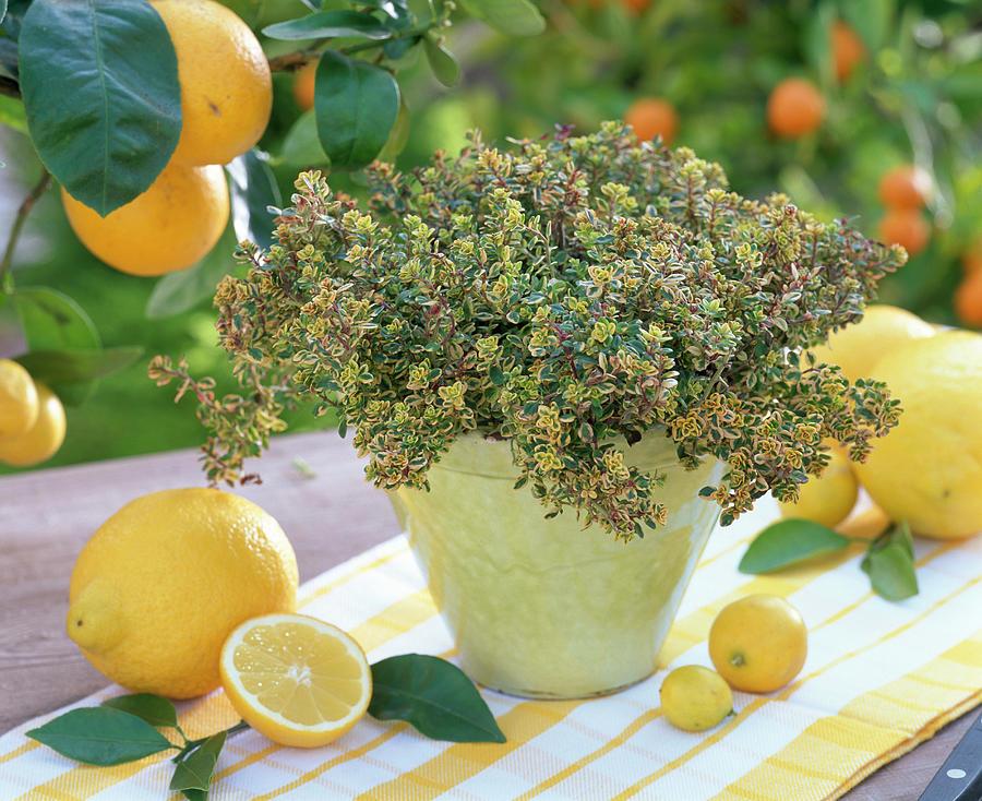 Thyme Golden Lemon - View 13 from www redcrocus com