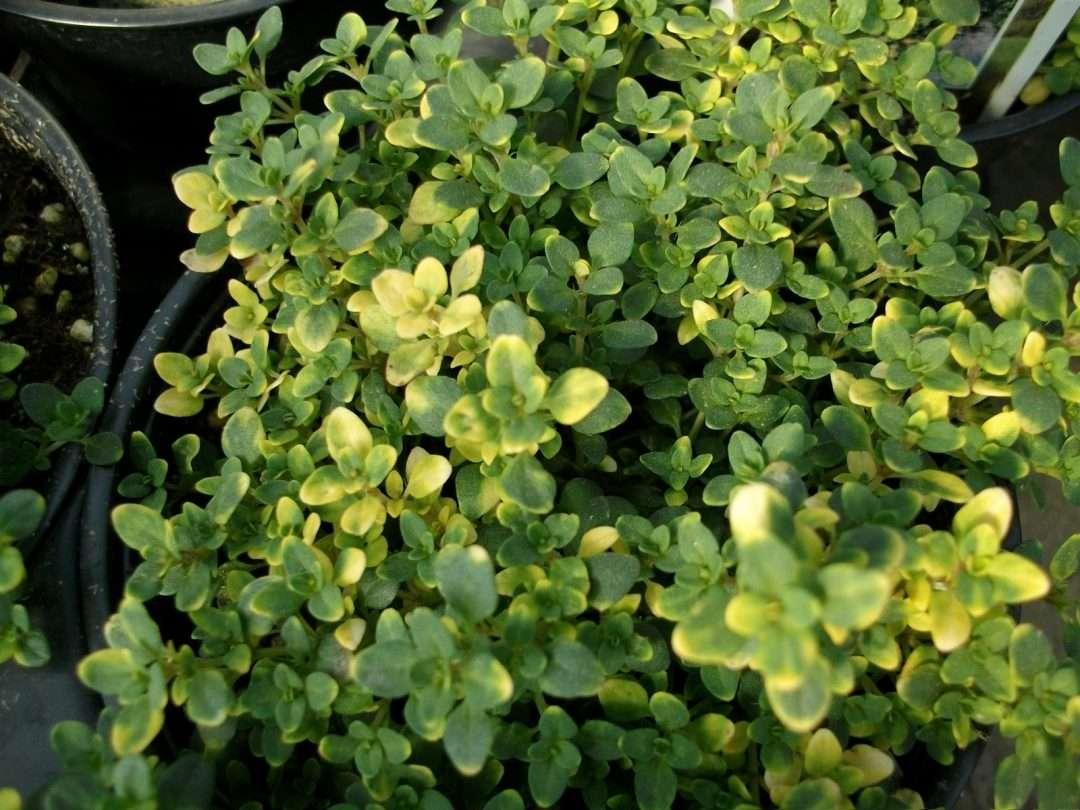 Thyme Golden Lemon - View 14 from www redcrocus com