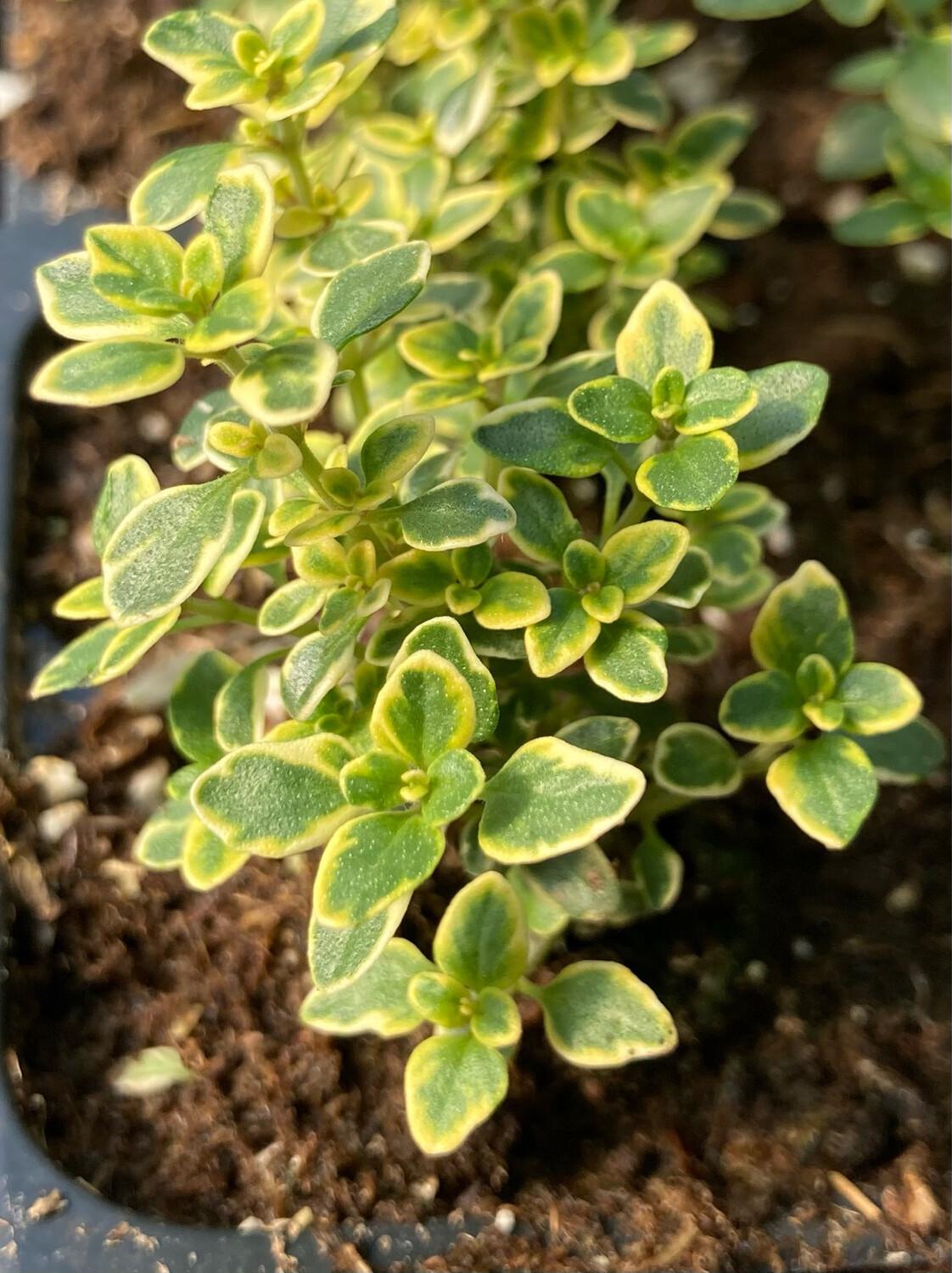 Thyme Golden Lemon - View 4 from www redcrocus com