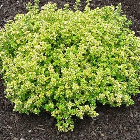Thyme Golden Lemon - View 5 from www redcrocus com