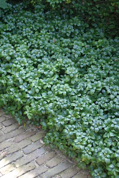 Pachysandra Terminalis 'green Sheen' - View 11 from www redcrocus com