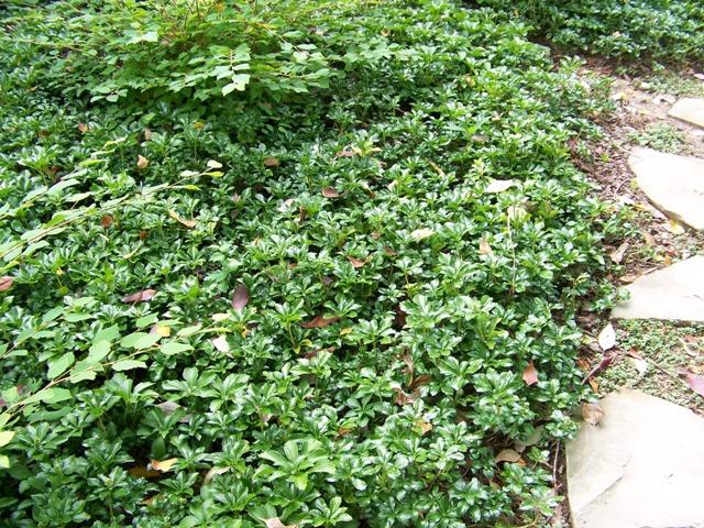 Pachysandra Terminalis 'green Sheen' - View 16 from www redcrocus com